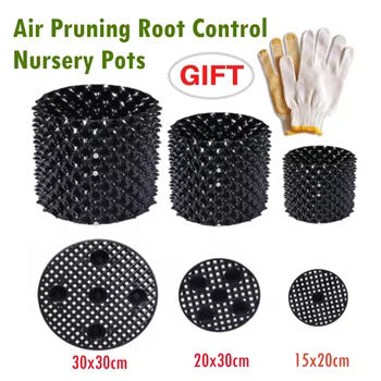 Air Pruning Plant Root