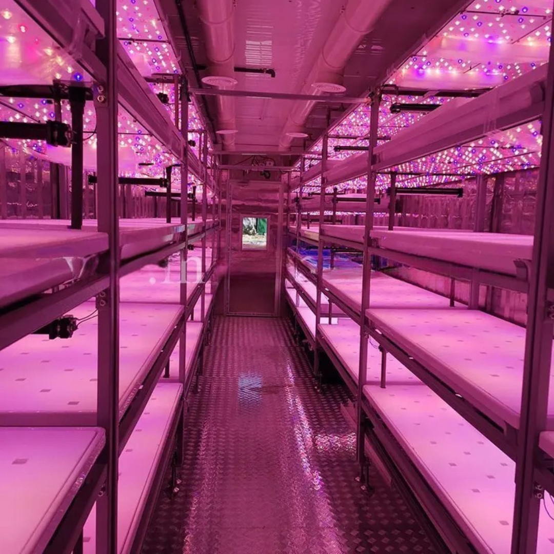 Urban Farm Hydroponic Vegetable System in Freight Container
