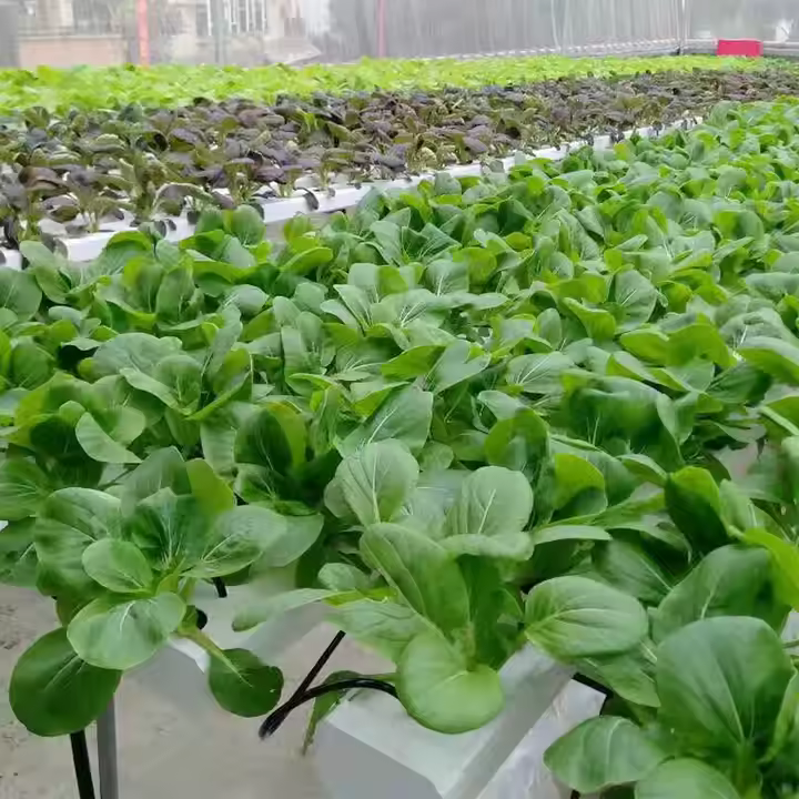 Strawberry Greenhouse NFT Hydroponic System for Efficient Growing
