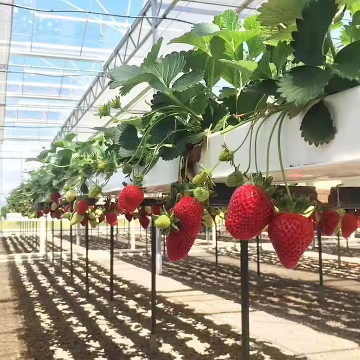 Strawberry Greenhouse NFT Hydroponic System for Efficient Growing