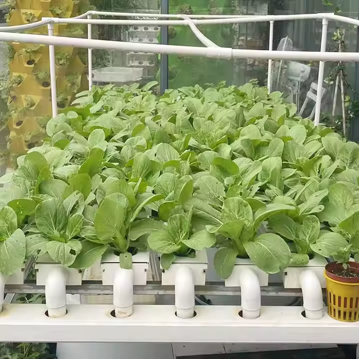 Strawberry Greenhouse NFT Hydroponic System for Efficient Growing