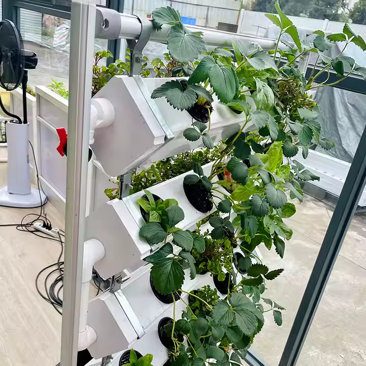 Strawberry Greenhouse NFT Hydroponic System for Efficient Growing